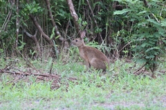 Lepus brachyurus