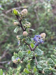 Ceanothus impressus impressus