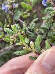 Ceanothus impressus impressus