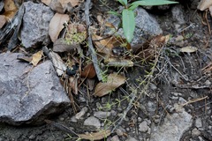 Galium microphyllum