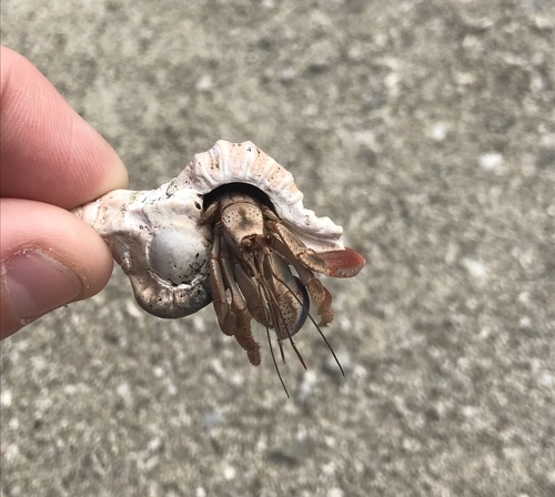 Caribbean Land Hermit Crab, Long Key State Park, Long Key, FL, US, photo 9 of 10