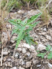 Varronia podocephala