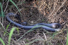 Drymarchon melanurus erebennus