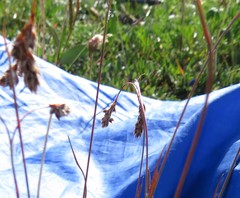 Luzula spicata