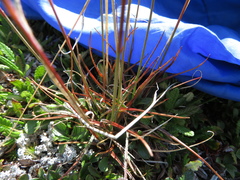 Luzula spicata