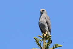 Buteo plagiatus