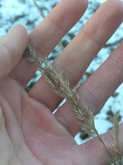 Calamagrostis × acutiflora