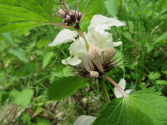 Lamium album barbatum