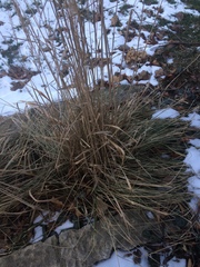 Calamagrostis × acutiflora