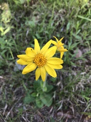 Arnica acaulis