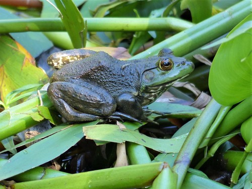 American Bullfrog photographed in Missouri