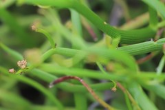Platysace compressa
