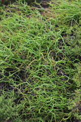 Platysace compressa