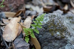 Myriopteris fendleri