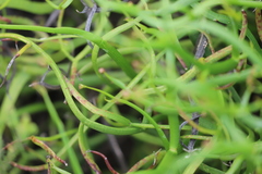 Platysace compressa