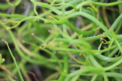 Platysace compressa