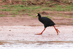 Fulica gigantea