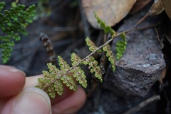 Myriopteris fendleri