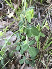 Lespedeza hirta hirta