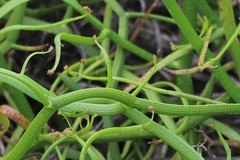 Platysace compressa