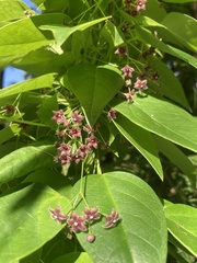 Vincetoxicum barbatum