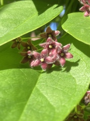 Vincetoxicum barbatum