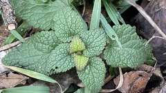 Lamium maculatum