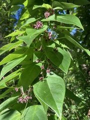 Vincetoxicum barbatum