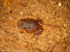 Pristimantis unistrigatus