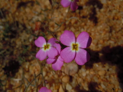 Malcolmia triloba