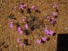 Malcolmia triloba