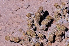 Tephrocactus molinensis