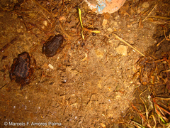 Pristimantis unistrigatus