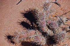 Tephrocactus weberi