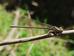 Argia extranea