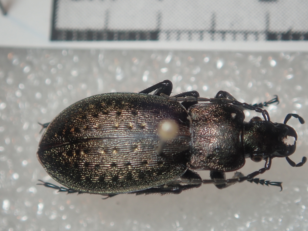 Carabus alpestris
