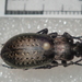 Carabus alpestris adamellicola - Photo (c) Dr. Guido Bohne, some rights reserved (CC BY-SA), uploaded by Dr. Guido Bohne