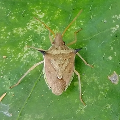 Diceraeus melacanthus