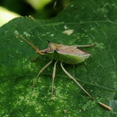 Diceraeus melacanthus