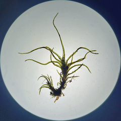 Trichodon cylindricus