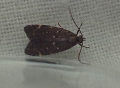 Lathicrossa leucocentra