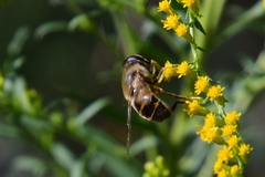 Eristalis tenax