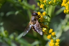 Eristalis tenax
