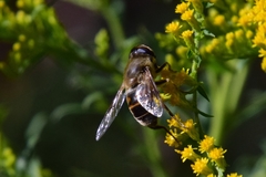 Eristalis tenax