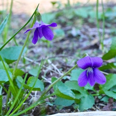Viola