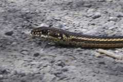 Masticophis lateralis euryxanthus