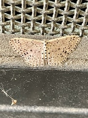 Idaea punctatissima