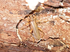 Leptachrous strigipennis
