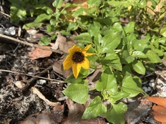 Helianthus debilis image
