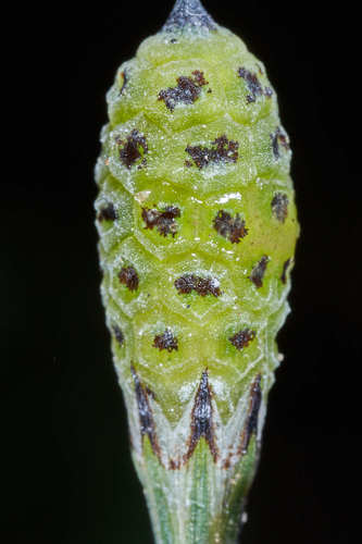 Equisetaceae image